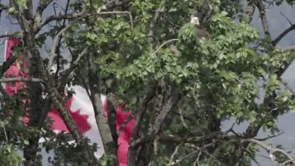 Φαλακρός Αετός Κάθονται Στο Κλαδί Δέντρου Σημαία Του Καναδά Φόντο — Αρχείο Βίντεο