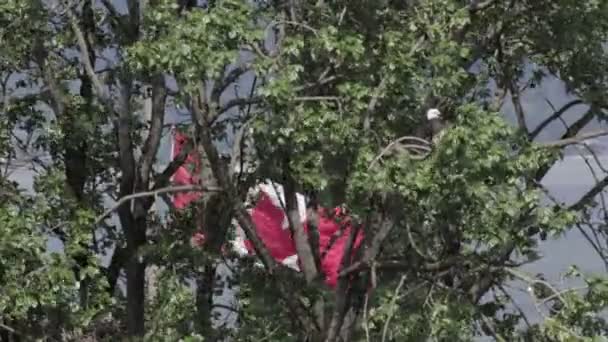 Φαλακρός Αετός Κάθονται Στο Κλαδί Δέντρου Σημαία Του Καναδά Φόντο — Αρχείο Βίντεο