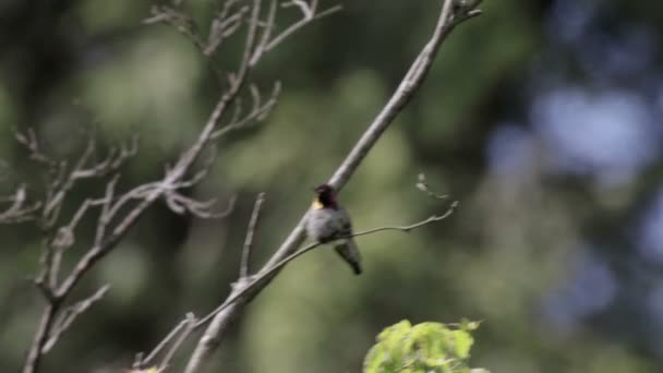 Piękny Strzał Ruby Throated Hummingbird Burd Latać — Wideo stockowe