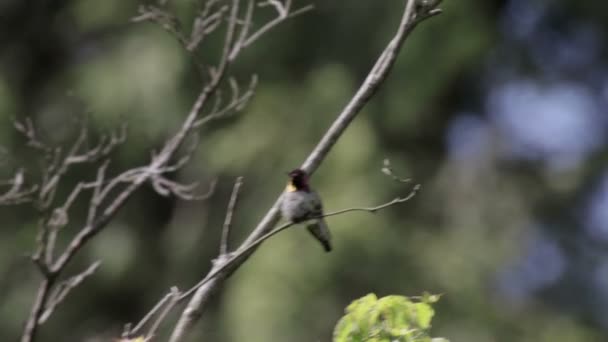 Belo Tiro Rubi Garganta Beija Flor Burd Fly — Vídeo de Stock