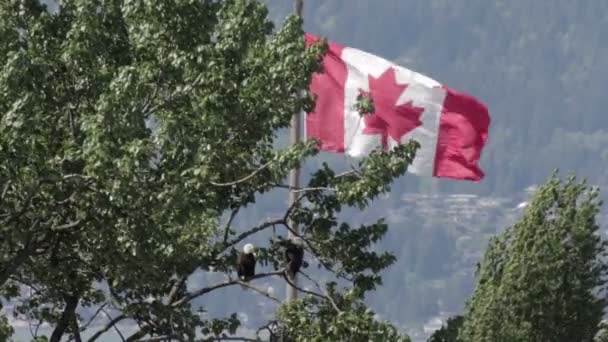 Weißkopfseeadler Auf Ast Sitzend Mit Kanadafahne Hintergrund — Stockvideo