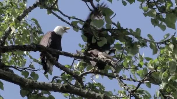 Bald Eagles Zittend Vertakking Van Beslissingsstructuur Vancouver Canada — Stockvideo