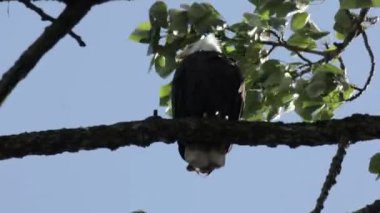 Kel kartal üzerinde ağaç dalı, Vancouver, Kanada oturan