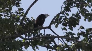 Kel kartal üzerinde ağaç dalı, Vancouver, Kanada oturan