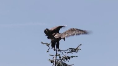 Kel kartal üzerinde ağaç dalı, Vancouver, Kanada oturan