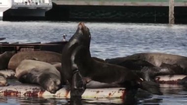 Deniz aslanları su borusunun denizinde, Kanada üzerinde görünümünü