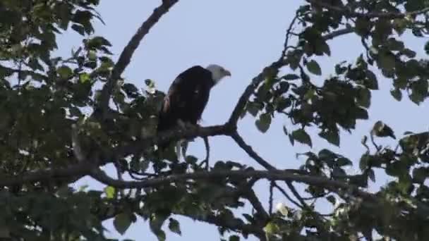 Águila Calva Sentada Rama Del Árbol Vancouver Canadá — Vídeo de stock