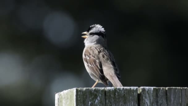 Nauwe Weergave Van Wit Gekroond Sparrow Staande Houten Paal — Stockvideo