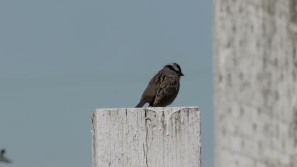 Nära Syn Vit Krönt Sparrow Stående Trä Stång — Stockvideo