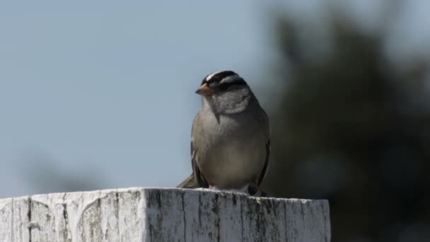 Close View White Crowned Sparrow Standing Wood Pole — Stock Video