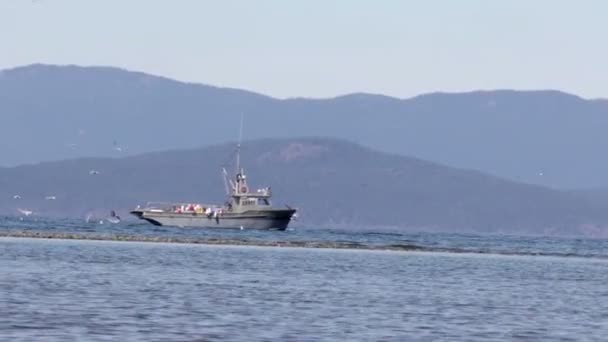 美丽的小船在海在加拿大温哥华附近与海鸥飞行 — 图库视频影像