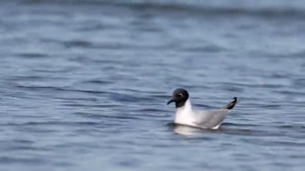 Schöne Aufnahme Von Franklins Möwe Wasser — Stockvideo