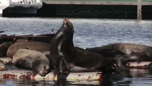 Vue Des Otaries Reposant Sur Tuyau Eau Mer Canada — Video