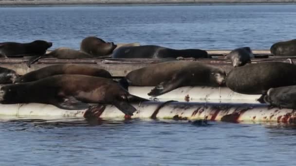 Vista Lobos Marinos Descansando Tubería Agua Mar Canadá — Vídeo de stock