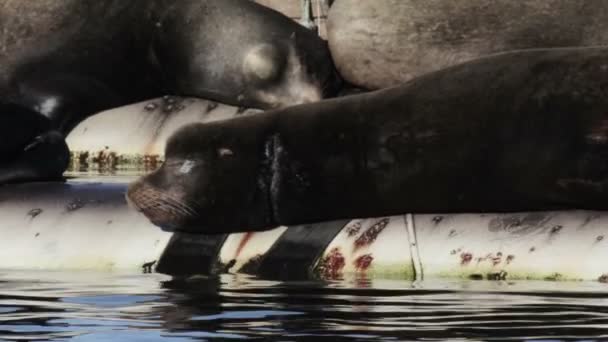 Blick Auf Seelöwen Die Auf Einer Wasserleitung Meer Ruhen Kanada — Stockvideo