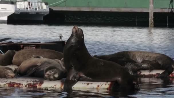 Vista Lobos Marinos Descansando Tubería Agua Mar Canadá — Vídeos de Stock