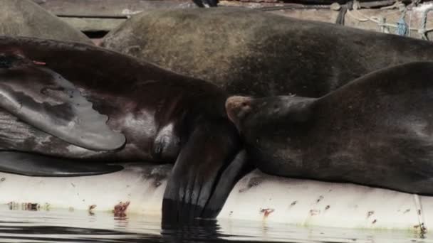 Blick Auf Seelöwen Die Auf Einer Wasserleitung Meer Ruhen Kanada — Stockvideo