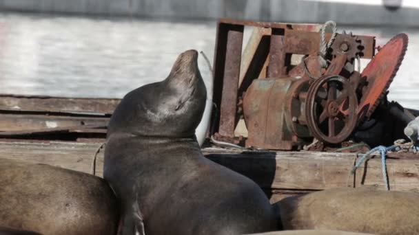 Deniz Aslanları Borusunun Denizinde Kanada Üzerinde Görünümünü — Stok video