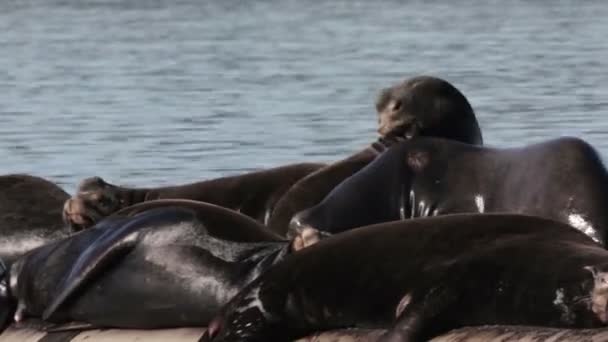 Vista Lobos Marinos Descansando Tubería Agua Mar Canadá — Vídeo de stock