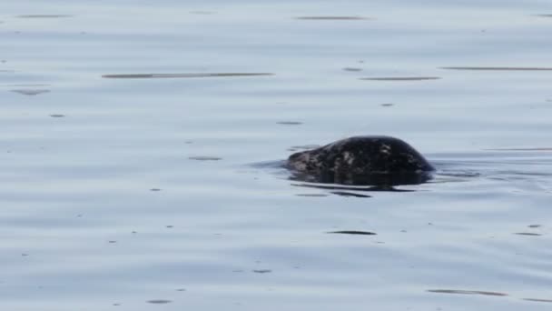 Θαλάσσιο Λιοντάρι Κολυμπώντας Στο Νερό Καναδάς — Αρχείο Βίντεο