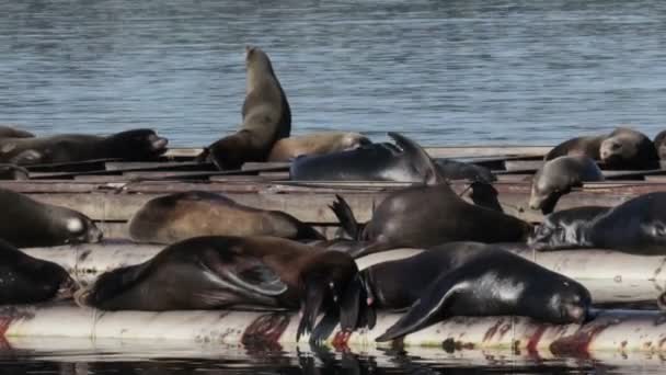 Vista Lobos Marinos Descansando Tubería Agua Mar Canadá — Vídeos de Stock