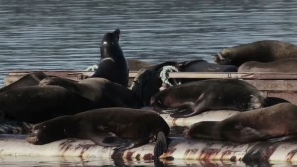 Vista Dos Leões Marinhos Descansando Tubo Água Mar Canadá — Vídeo de Stock