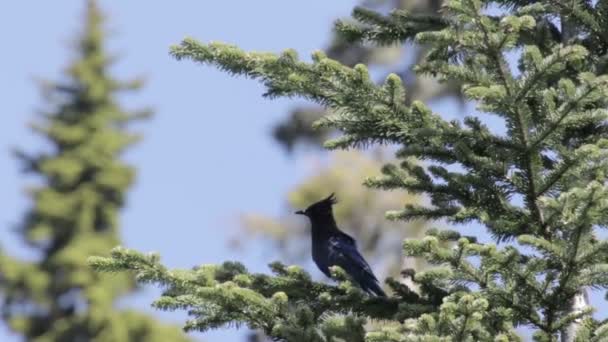 Mooi Shot Van Bultrug Het Water Van Canada — Stockvideo