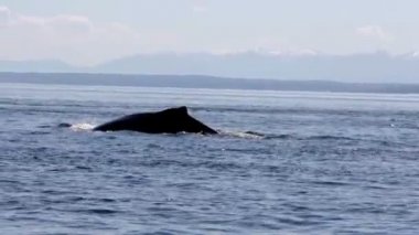Kambur balina su, Kanada doğal görünümünü