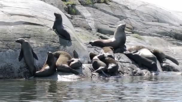 Blick Auf Seelöwen Beim Liegen Und Sonnenbaden Auf Felsen — Stockvideo