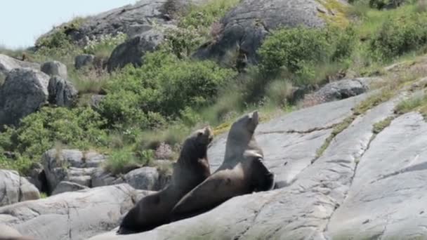 Widok Morze Lwy Odpoczynku Opalać Się Skałach — Wideo stockowe