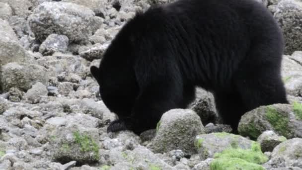 カナダ川に沿って歩く黒い熊 — ストック動画