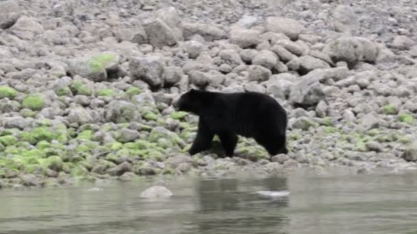 カナダ川に沿って歩く黒い熊 — ストック動画