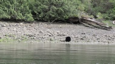 Siyah ayı Nehri boyunca, Kanada yürüyüş