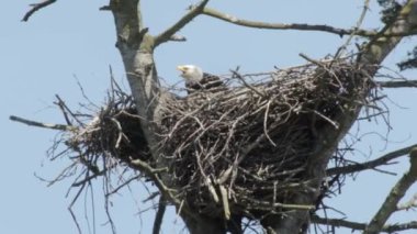 Kel kartal yuvası, Kanada oturan görünümü Kapat