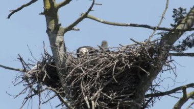 Kel kartal yuvası, Kanada oturan görünümü Kapat