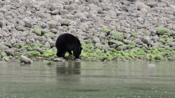 Fekete Medve Séta Folyó Mentén Kanada — Stock videók