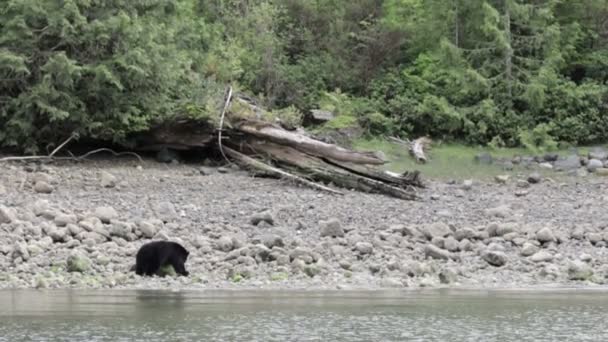 Schwarzbär Läuft Entlang Des Flusses Kanada — Stockvideo