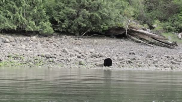 Black Bear Spaceru Wzdłuż Rzeki Kanada — Wideo stockowe