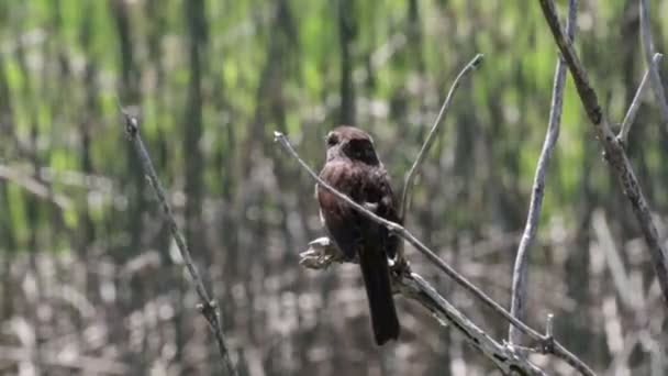 Vista Panorámica Del Gorrión Cantor Pájaro Parado Rama — Vídeo de stock