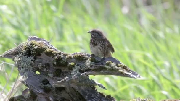 Schilderachtig Uitzicht Van Song Sparrow Vogel Staande Tak — Stockvideo