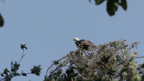 Close View Bald Eagles Sitting Nest Canada — Stock Video