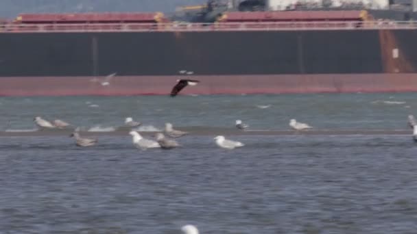 Vista Panoramica Dell Aquila Calva Volo Canada — Video Stock