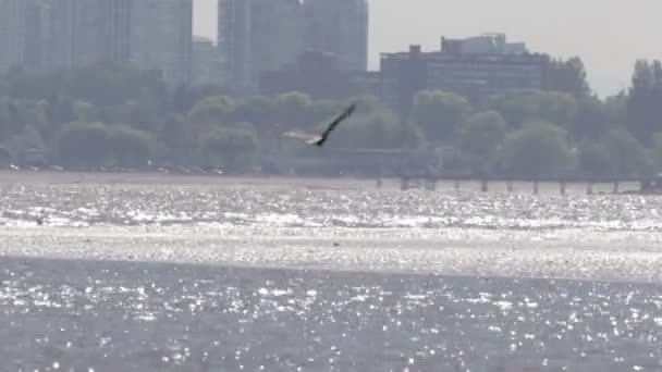 Vista Panorâmica Águia Calva Voo Canadá — Vídeo de Stock