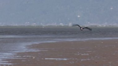 Kel kartal doğal görünümünü uçuş, Kanada