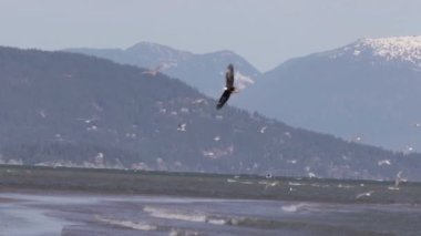 Kel kartal doğal görünümünü uçuş, Kanada