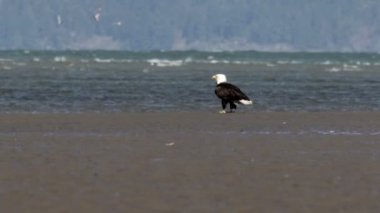 Kel kartal ayakta doğal görünümünü plajda, Kanada