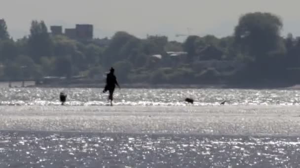 Longo Tiro Mulher Solitária Andando Praia Vancouver Canadá — Vídeo de Stock