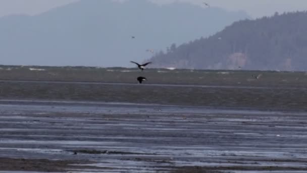 白頭ワシの飛行中 カナダの風光明媚なビュー — ストック動画