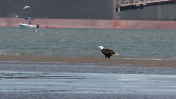 Γραφική Θέα Φαλακρός Αετός Στέκεται Στην Παραλία Καναδάς — Αρχείο Βίντεο