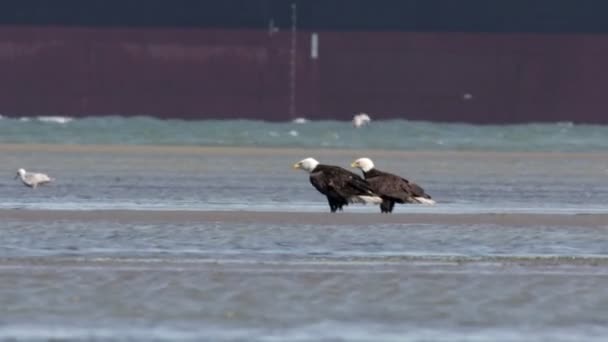加拿大海滩上的秃鹰景观观 — 图库视频影像